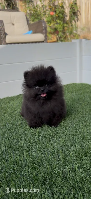 AKC tiny shadow boy – Pomeranian puppy for sale in San Diego, CA