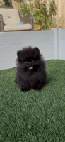 AKC tiny shadow boy, a male Pomeranian for sale in San Diego, CA – 1 of 9