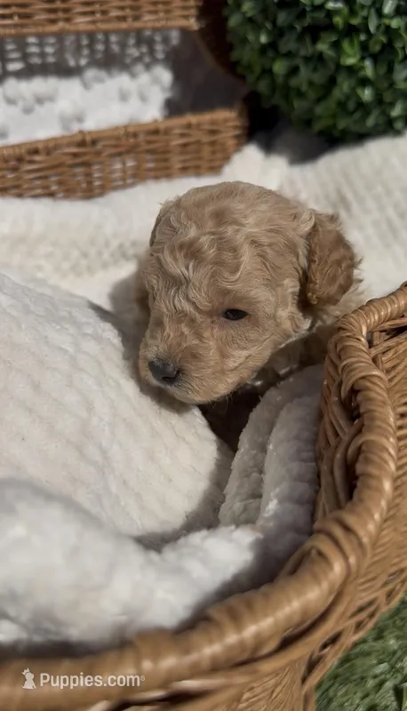 Gray baby boy, a male Bichon Frise and Poodle - Toy  for sale in San Diego, CA – Photo 1 of 7