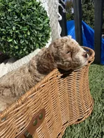 purple girl, a female Bichon Frise and Poodle - Toy  for sale in San Diego, CA – Photo 2 of 10