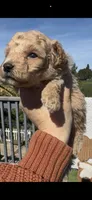 Gray baby boy, a male Bichon Frise and Poodle - Toy  for sale in San Diego, CA – Photo 5 of 7