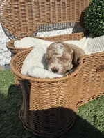 purple girl, a female Bichon Frise and Poodle - Toy  for sale in San Diego, CA – Photo 10 of 10