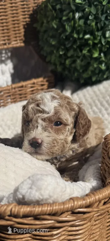 purple girl, a female Bichon Frise and Poodle - Toy  for sale in San Diego, CA – Photo 1 of 10