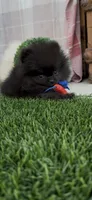 AKC shadow tiny baby boy , a male Pomeranian for sale in San Diego, CA – 9 of 10