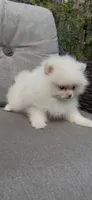 creamy AKC , a female Pomeranian for sale in San Diego, CA – 8 of 10
