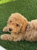 Miko 💙 Adorable Bichpoo Puppy | Designer dog, a male Poodle - Toy  and Bichpoo for sale in San Diego, CA – 2 of 10