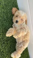 Peaches 🍑 Adorable Bichpoo Puppy , a female Poodle - Toy  and Bichpoo for sale in San Diego, CA – 6 of 8