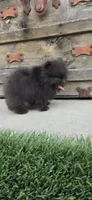 teddy bear face AKC full rights super tiny, a male Pomeranian for sale in San Diego, CA – 8 of 9