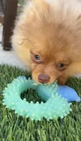 Hazel fluffy happy active puppy , a female Pomeranian for sale in San Diego, CA – 10 of 10