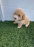 Happy 💛 Adorable Bichpoo Puppy | Designer Companion, a male Poodle - Toy  and Bichpoo for sale in San Diego, CA – 5 of 10