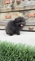 AKC tiny shadow boy, a male Pomeranian for sale in San Diego, CA – 2 of 9