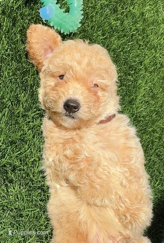 Grizzly 🤎 Adorable Bichpoo Puppy | Designer puppy – Poodle - Toy , Bichpoo puppy for sale in San Diego, CA