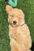 Grizzly 🤎 Adorable Bichpoo Puppy | Designer puppy, a male Poodle - Toy  and Bichpoo for sale in San Diego, CA – 1 of 10
