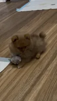 Rare Embark DNA Tested Chocolate Sable Merle Female Pomeranian, a female Pomeranian for sale in San Diego, CA – 3 of 9