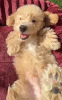 Loki G bichpoo Ready Today, a male Bichon Frise and Poodle - Toy  for sale in San Diego, CA – 2 of 7