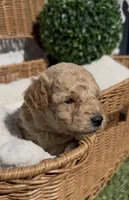 Gray baby boy, a male Bichon Frise and Poodle - Toy  for sale in San Diego, CA – Photo 2 of 5