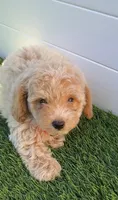 Angel ❤️ Adorable Bichpoo Puppy | Designer Companion, a male Poodle - Toy  and Bichpoo for sale in San Diego, CA – 3 of 8