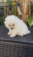 You name this baby  ready to go home now !, a female Pomeranian for sale in San Diego, CA – Photo 4 of 9