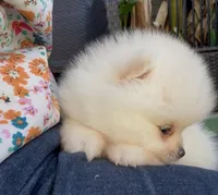 You name this baby  ready to go home now !, a female Pomeranian for sale in San Diego, CA – Photo 8 of 9