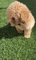 Thor LB  HB ready to go home NOW!, a male Poodle - Toy  and Bichpoo for sale in San Diego, CA – 6 of 8