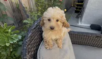 Mother's day special Gusto  baby boy, a male Poodle - Toy  and Bichpoo for sale in San Diego, CA – Photo 10 of 10