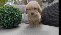 Mother's day special Gusto  baby boy, a male Poodle - Toy  and Bichpoo for sale in San Diego, CA – Photo 9 of 10