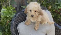 Mother's day special Gusto  baby boy, a male Poodle - Toy  and Bichpoo for sale in San Diego, CA – Photo 6 of 10