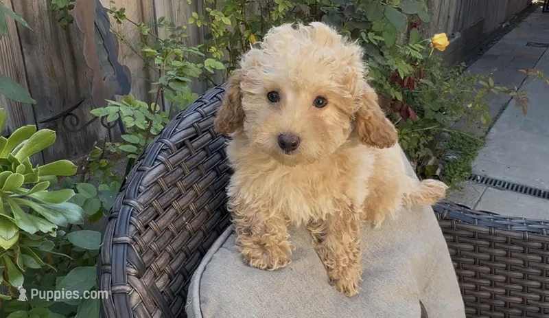 Mother's day special Gusto  baby boy – Poodle - Toy , Bichpoo puppy for sale in San Diego, CA