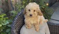 Mother's day special Gusto  baby boy, a male Poodle - Toy  and Bichpoo for sale in San Diego, CA – Photo 1 of 10