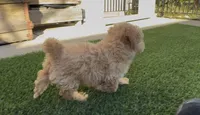 Mother's day special Gusto  baby boy, a male Poodle - Toy  and Bichpoo for sale in San Diego, CA – Photo 7 of 10