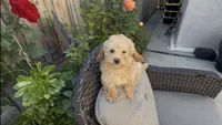 Mother's day special Gusto  baby boy, a male Poodle - Toy  and Bichpoo for sale in San Diego, CA – Photo 2 of 10