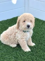 Loki G bichpoo Ready Today, a male Bichon Frise and Poodle - Toy  for sale in San Diego, CA – 3 of 7
