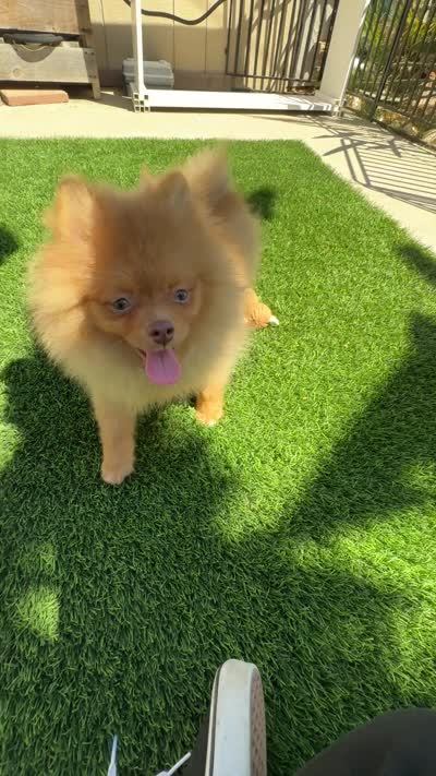 Baby brown happy curious hyper puppy, a female Pomeranian for sale in San Diego, CA – 8 of 8
