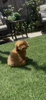 happy girl, a female Poodle - Toy  and Bichpoo for sale in San Diego, CA – 4 of 9