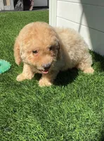 Grizzly 🤎 Adorable Bichpoo Puppy | Designer puppy, a male Bichpoo for sale in San Diego, CA – 9 of 10