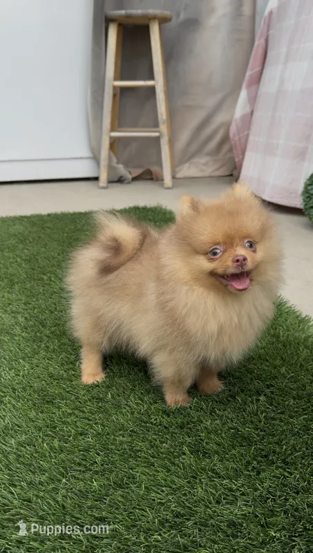 Rare Embark DNA Tested Chocolate Sable Merle Female Pomeranian – Pomeranian puppy for sale in San Diego, CA
