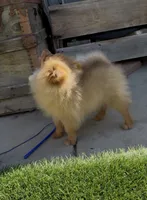 Chocolate Happy baby girl  ready now DNA tested , a female Pomeranian for sale in San Diego, CA – 6 of 10