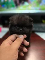 AKC  Teacup tiny boy , a male Pomeranian for sale in San Diego, CA – 4 of 5