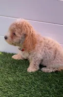 Angel ❤️ Adorable Bichpoo Puppy | Designer Companion, a male Poodle - Toy  and Bichpoo for sale in San Diego, CA – 8 of 8