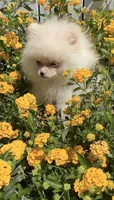 Coconut white playful calm puppy, a female Pomeranian for sale in San Diego, CA – 3 of 6