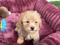 Daisy ready to go home NOW!, a female Poodle - Toy  for sale in San Diego, CA – 7 of 10