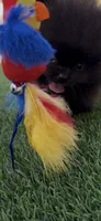 AKC tiny shadow boy, a male Pomeranian for sale in San Diego, CA – 8 of 9