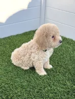 Loki G bichpoo, a male Poodle - Toy  and Bichpoo for sale in San Diego, CA – 9 of 9