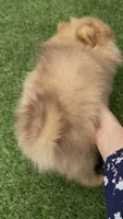 Chocolate Happy baby girl  ready now DNA tested , a female Pomeranian for sale in San Diego, CA – 8 of 10