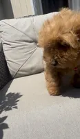 red puppy girl, a female Poodle - Toy  and Bichpoo for sale in San Diego, CA – 2 of 5