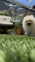 Paris tiny girl, a female Pomeranian for sale in San Diego, CA – 6 of 9