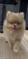 Rare Embark DNA Tested Chocolate Sable Merle Female Pomeranian, a female Pomeranian for sale in San Diego, CA – 6 of 9