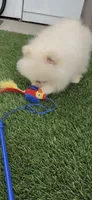 Luna girl, AKC, DNA tetsted , a female Pomeranian for sale in San Diego, CA – 5 of 10