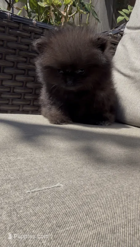 baby boy super tiny – Pomeranian puppy for sale in San Diego, CA
