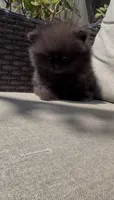 baby boy super tiny, a male Pomeranian for sale in San Diego, CA – 1 of 10